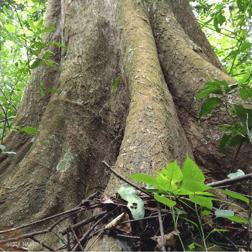 Floresta angolana — onde nasce a madeira da Nossa Madeira